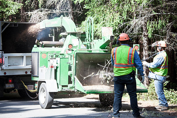 Trusted Murillo, TX Tree Care Experts