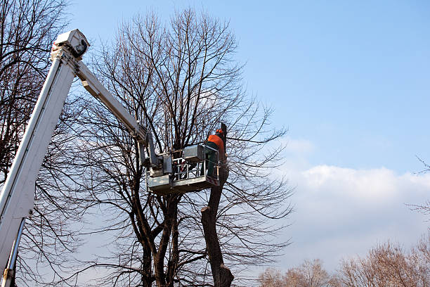 Best Tree Cabling and Bracing  in Murillo, TX