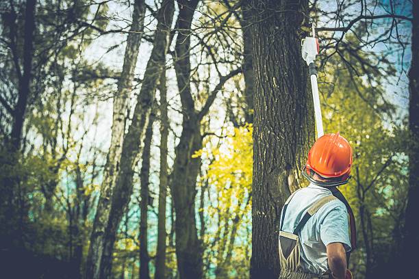 Best Tree Preservation Services  in Murillo, TX