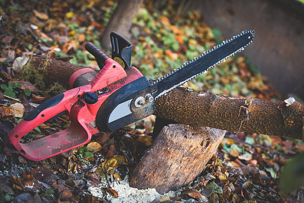 Best Leaf Removal  in Murillo, TX